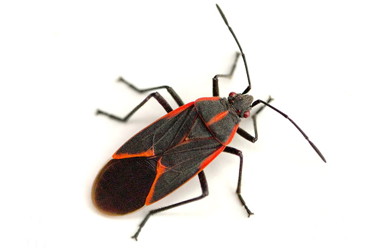 boxelder bug