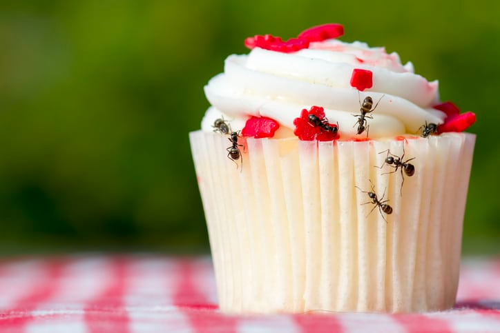 Ants crawl on a white-frosted cupcake