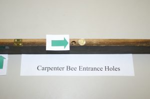 Carpenter Bee tunnels where eggs are laid and young are raised