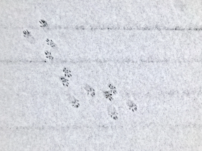 Paw Prints in the Snow