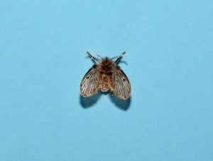 small, fuzzy drain fly