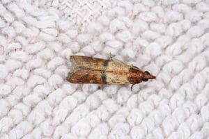 A small, brown-striped moth