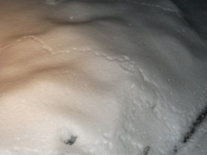 Small, winding tracks of a mouse