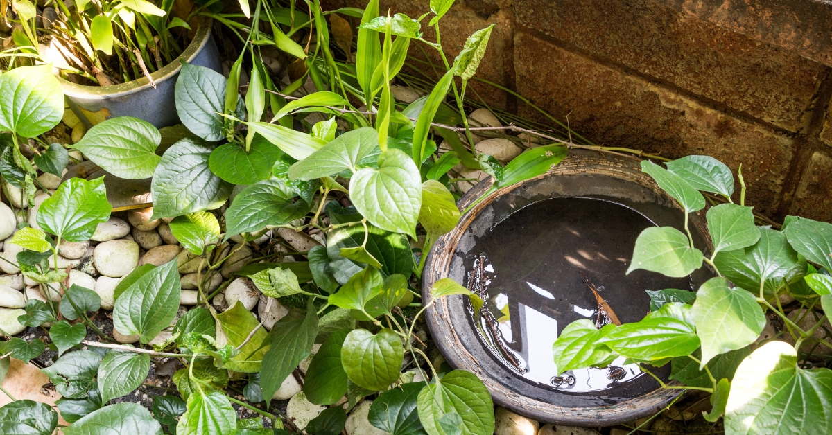 Hidden mosquito breeding spot