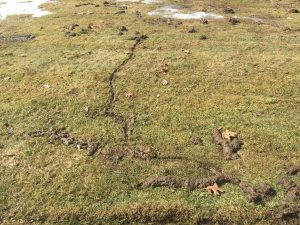 A brown and green lawn features surface tunnels and mounds, indicative of mole or vole activity.