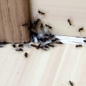 carpenter ants