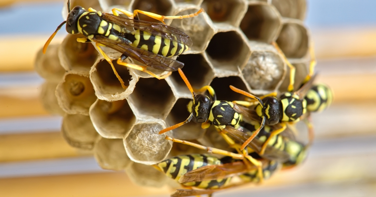 A nest of wasps