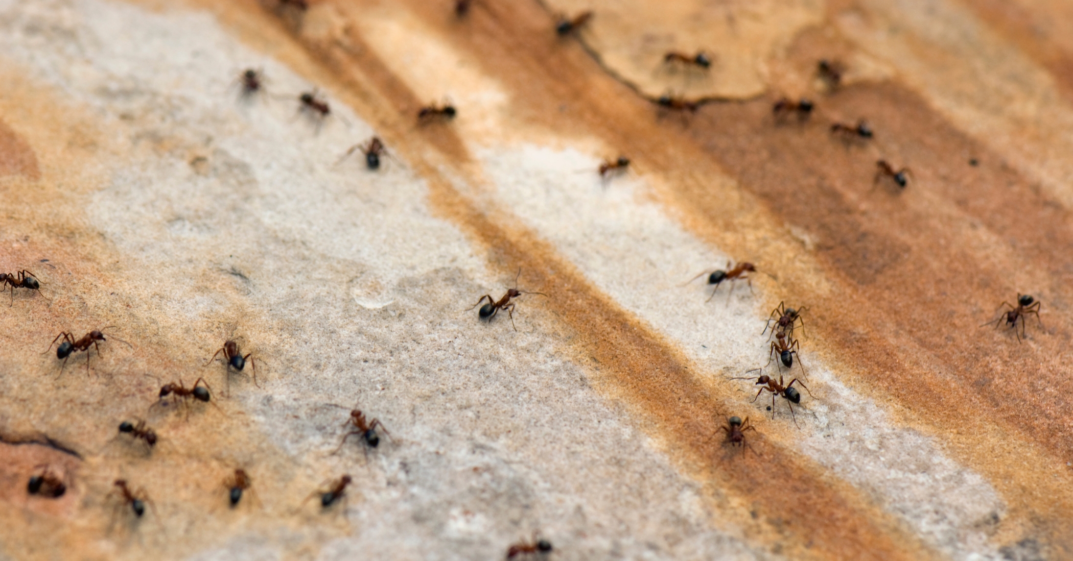 Ants on wood