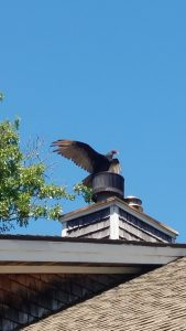  turkey vulture 