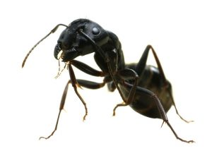 Carpenter Ants