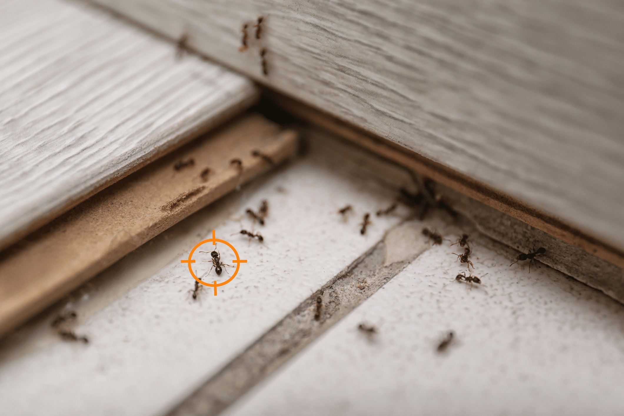 Ants crawl on a wooden trim