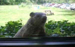 A groundhog looks inside a window