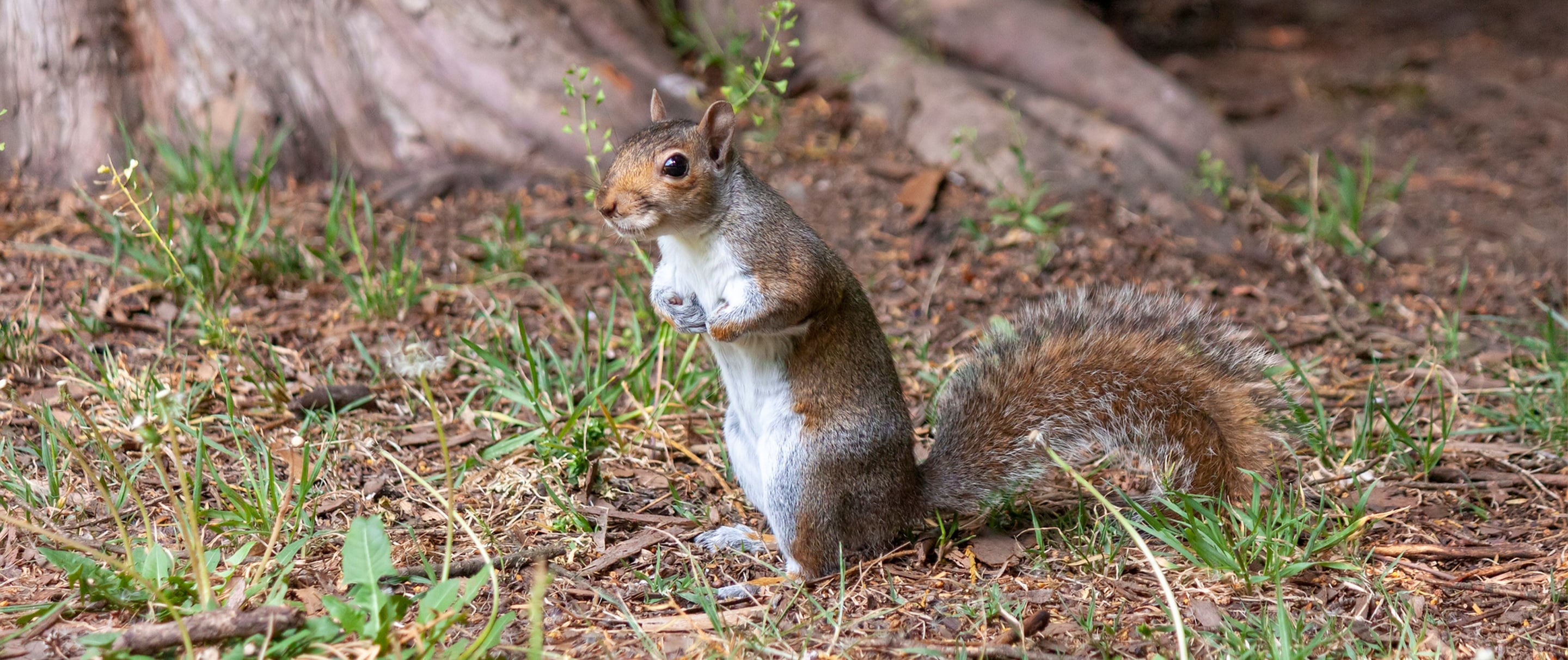 A grey squirrel stands upright