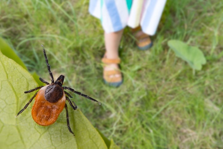 tick rests prominently on a green leaf 