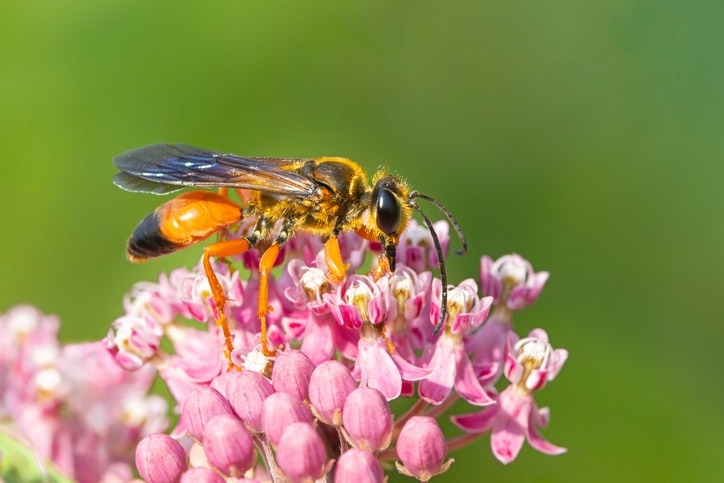 A vibrant orange and black wasp