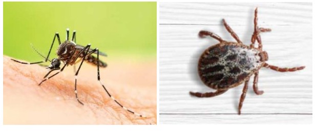 tick and mosquito