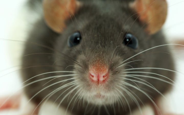 How Do You Get Rid Of Mice For Good?
