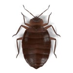 Pest ID