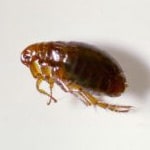 Pest ID: Fleas