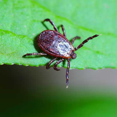 Pest ID: Tick Prevention