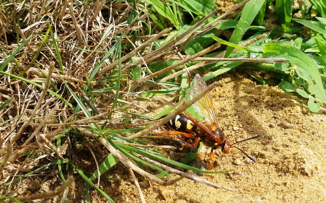 sylo insecticide for cicada killer wasp
