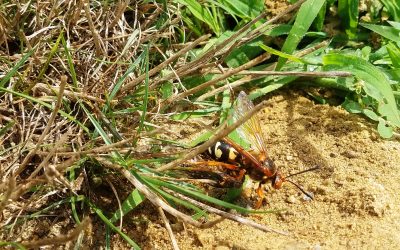 Cicada Killer Wasp with Cicada