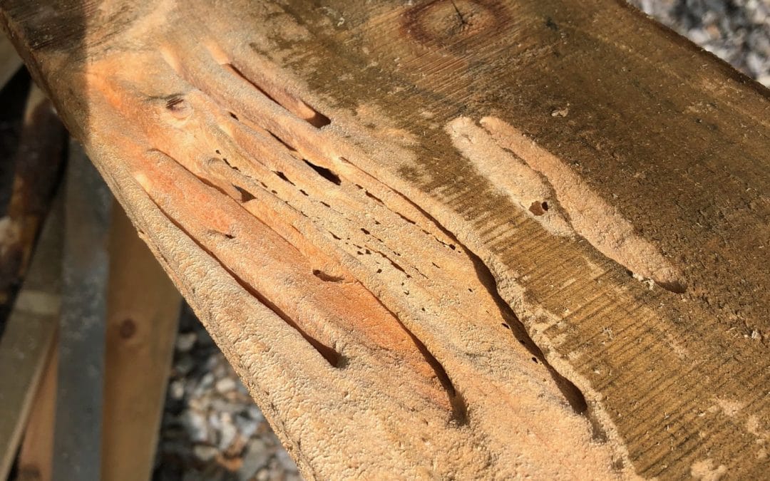 Carpenter Ant Damage Ford's Hometown Services