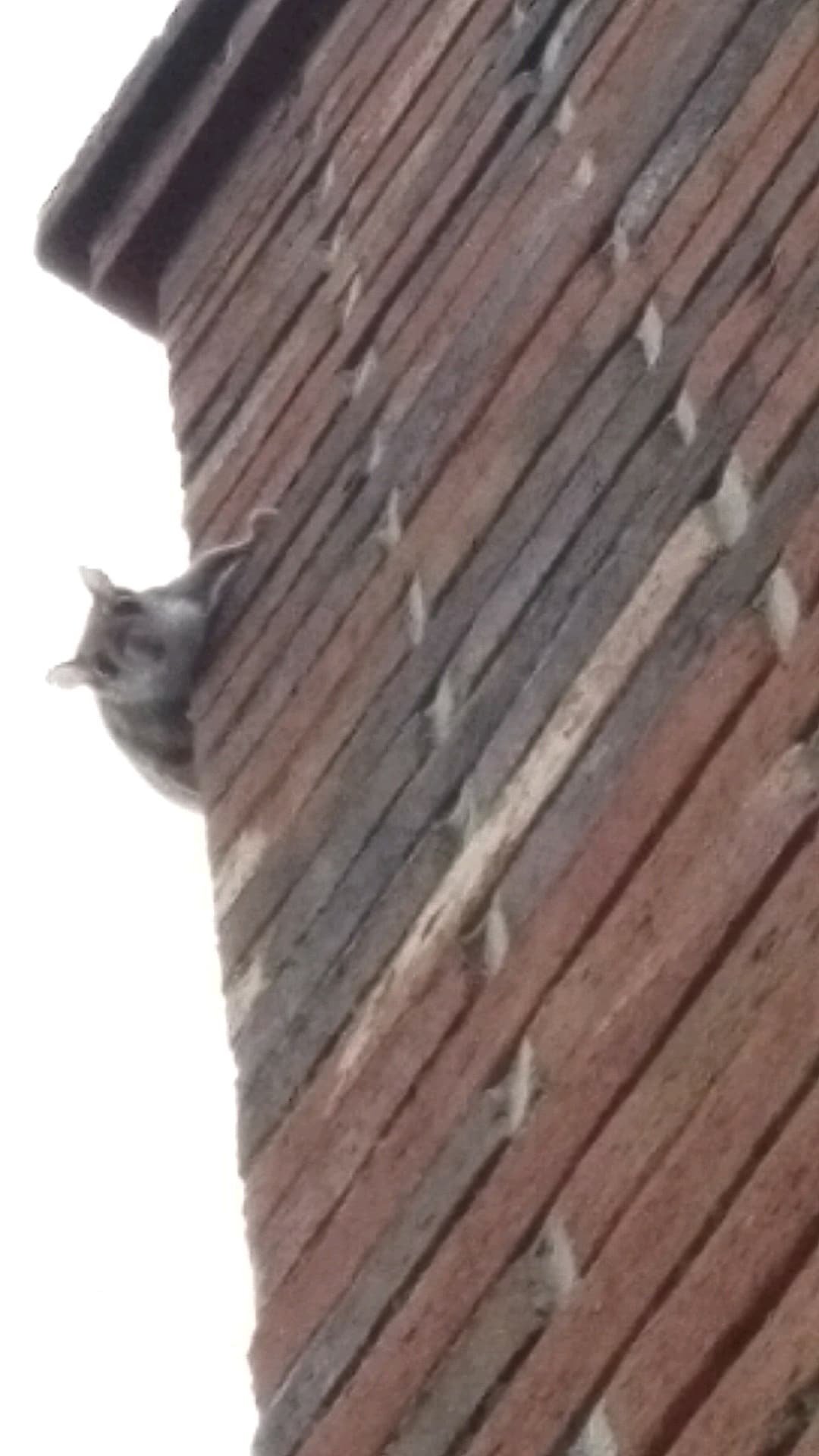 Noise in the attic? Ford's Hometown Services