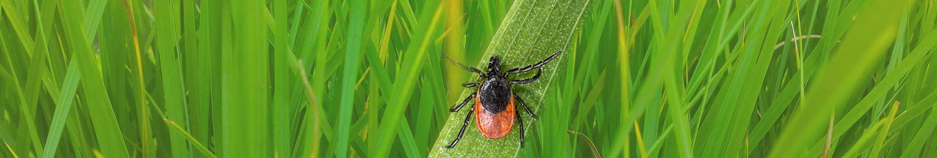 Tick Control