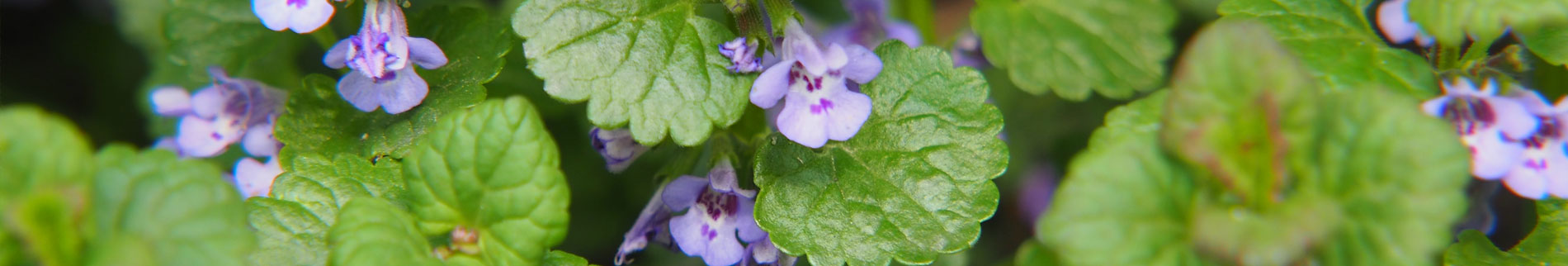 image of ground ivy - green leaves with small purple flowers