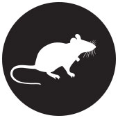 rat and mouse elimination