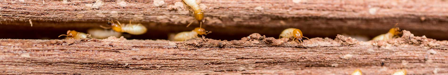 Termites