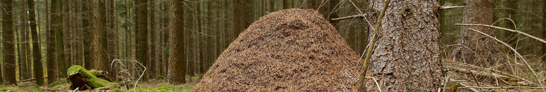 Allegheny Mound Ants