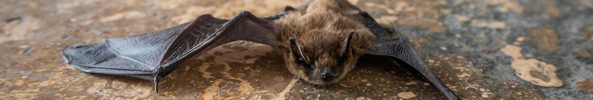 closeup of a bat - Bat & Wildlife Removal