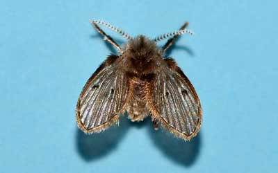 What is with the flies?