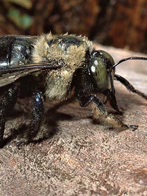 Pest ID: Carpenter Bees