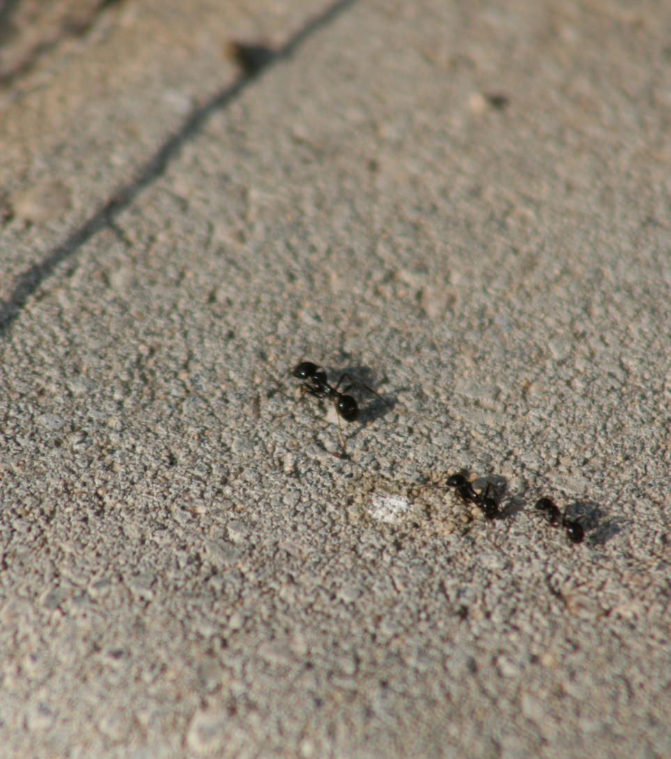 Pest ID: Pavement Ants