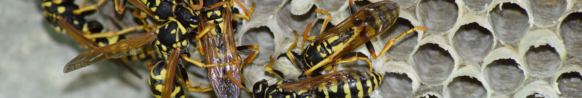 Wasps, Hornets & Bees Control Products