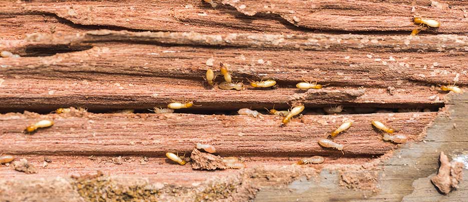 3 Signs of a Termite Infestation