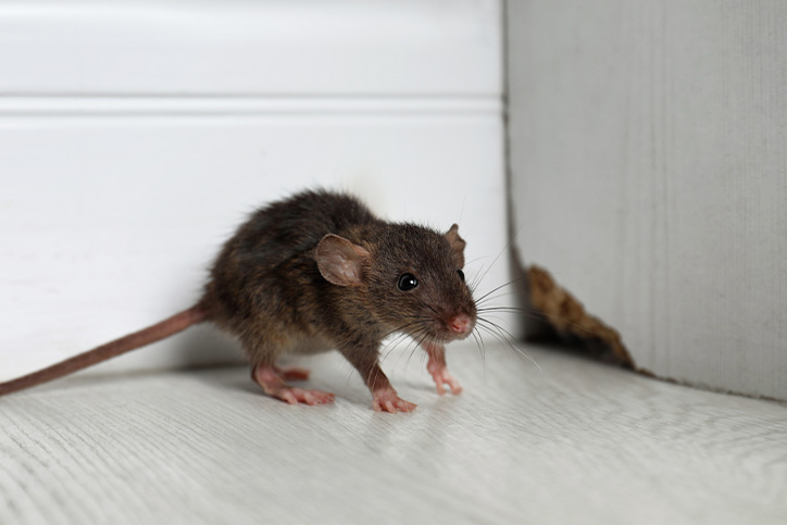 How to Prevent a Mouse or Other Rodent Infestation This Fall