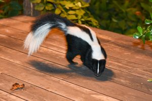 skunks