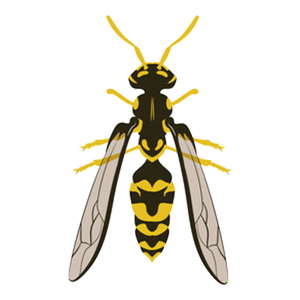 How to Identify Yellow Jackets and Wasps Like an Exterminator