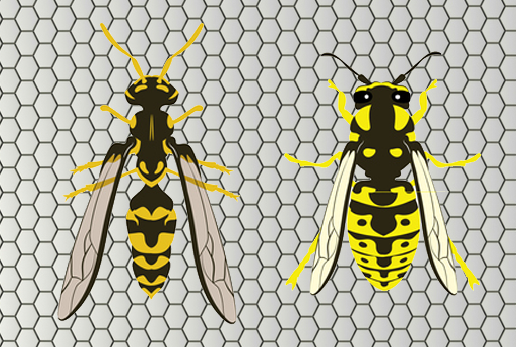 How to Identify Yellow Jackets and Wasps Like an Exterminator Ford's