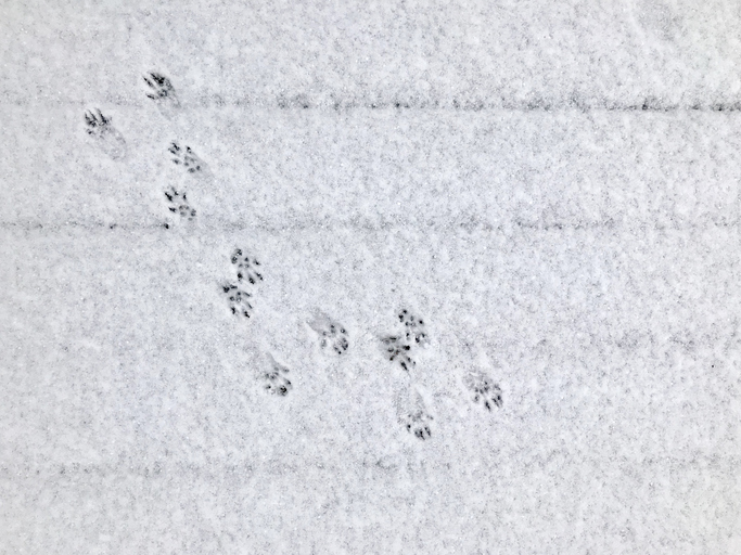 How to Identify Paw Prints in the Snow